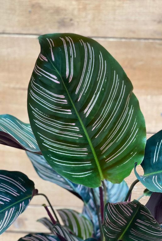 Calathea ornata gestreiftes blatt