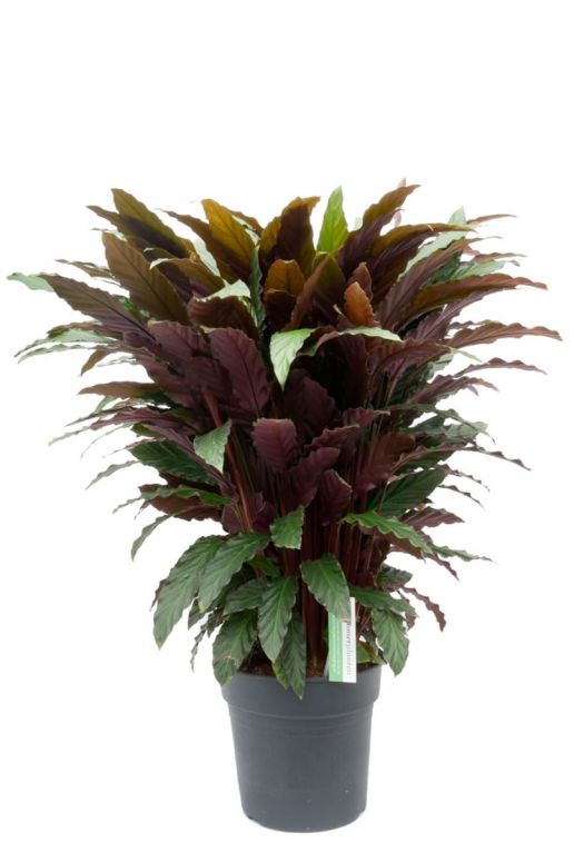 Calathea Wavestar - Pfeilwurze