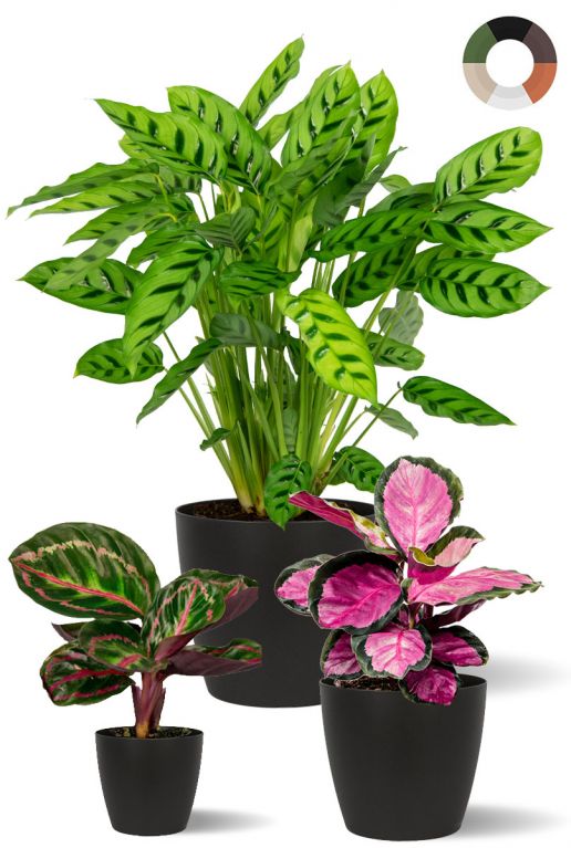 Calathea pflanzen mix 1