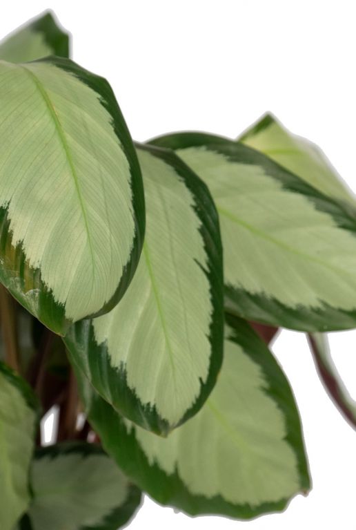 Calathea picturata Blatt