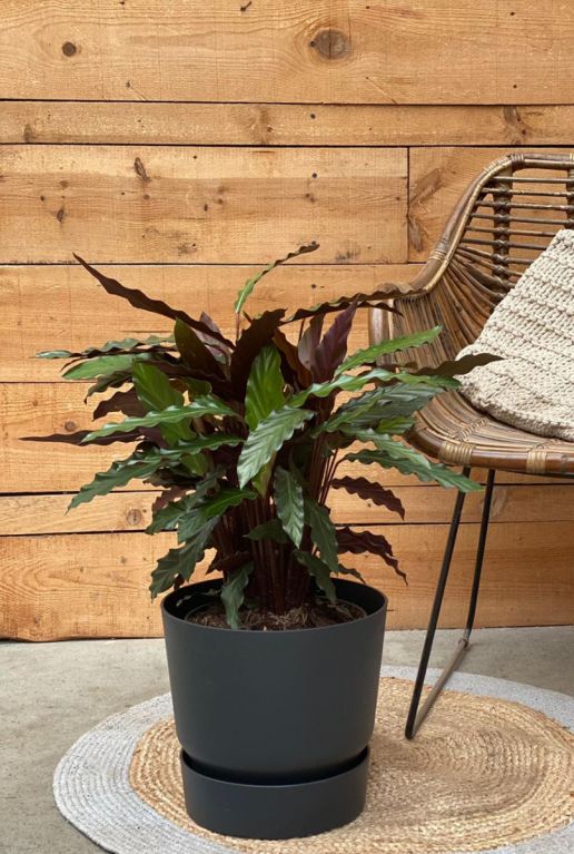 Calathea rufibarba wavestar plant