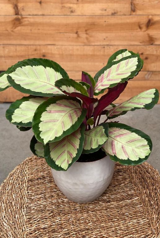 Hoya Krohniana Silver blad