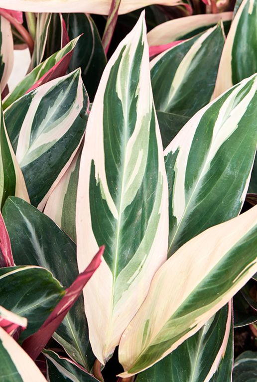 Calathea stromanthe triostar blad