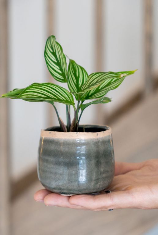 Calathea vittata plant