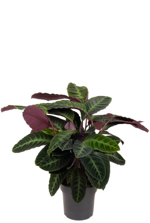 Calathea warscewiczii 1 1