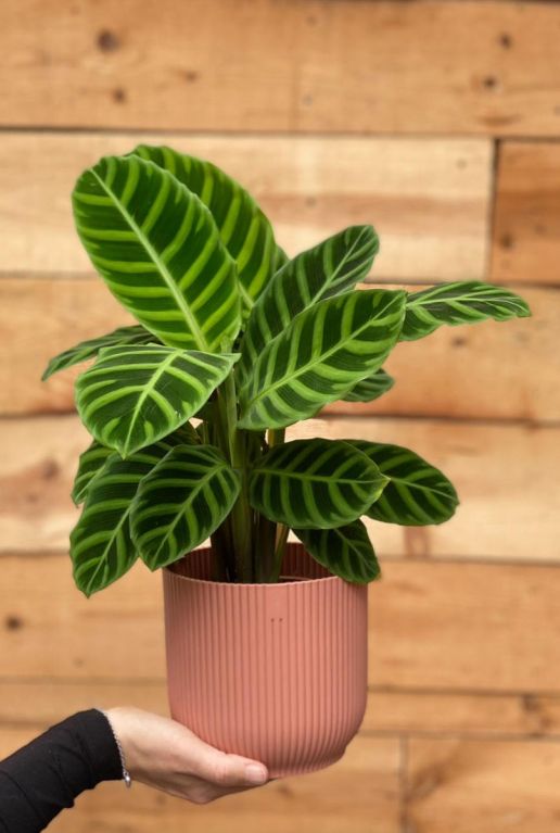Calathea zebrina zimmerpflanze