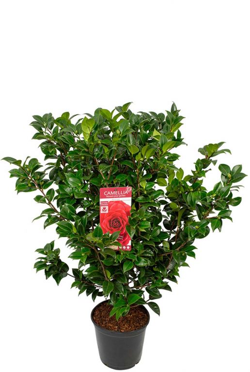 Camellia japonica black lace
