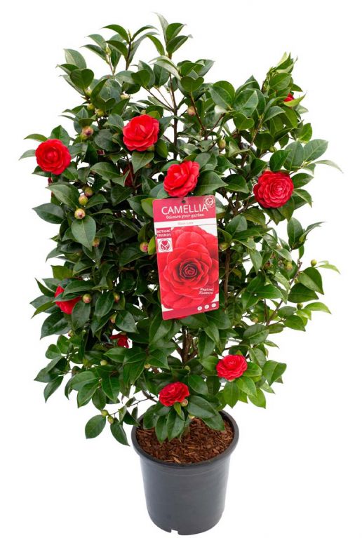 Camellia japonica black lace bloem