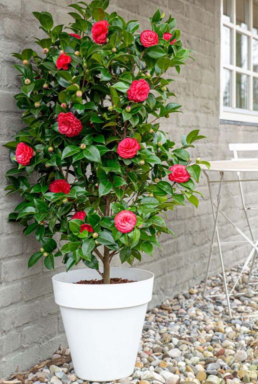 Camellia japonica black lace gartenpflanze 2