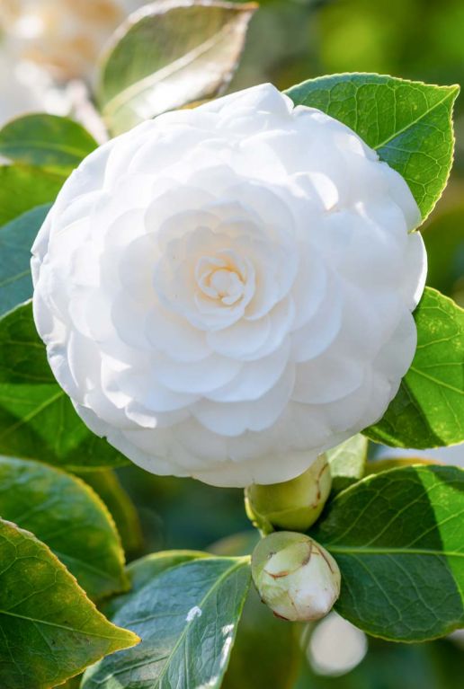 Camellia japonica centifolia alba gardenpflanze