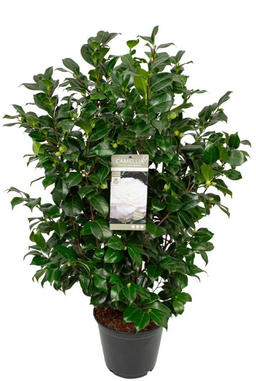 Camellia japonica centifolia alba p29