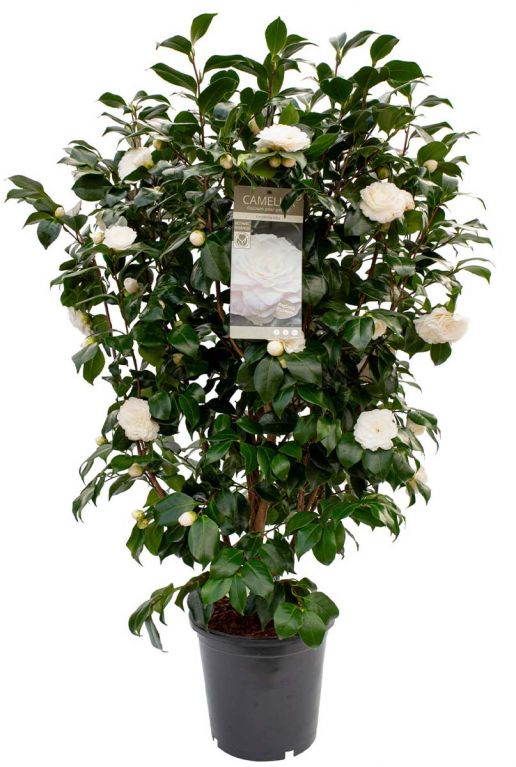 Camellia japonica centifolia alba p29 plant
