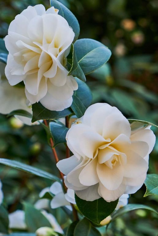 Camellia japonica winter perfume pearl gartenpflanze