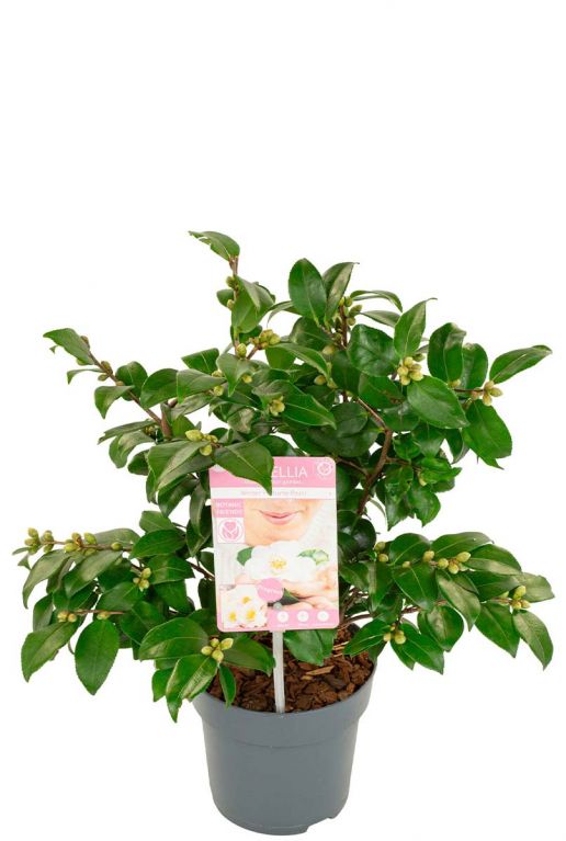 Camellia japonica winter perfume pearl tuinplant p15