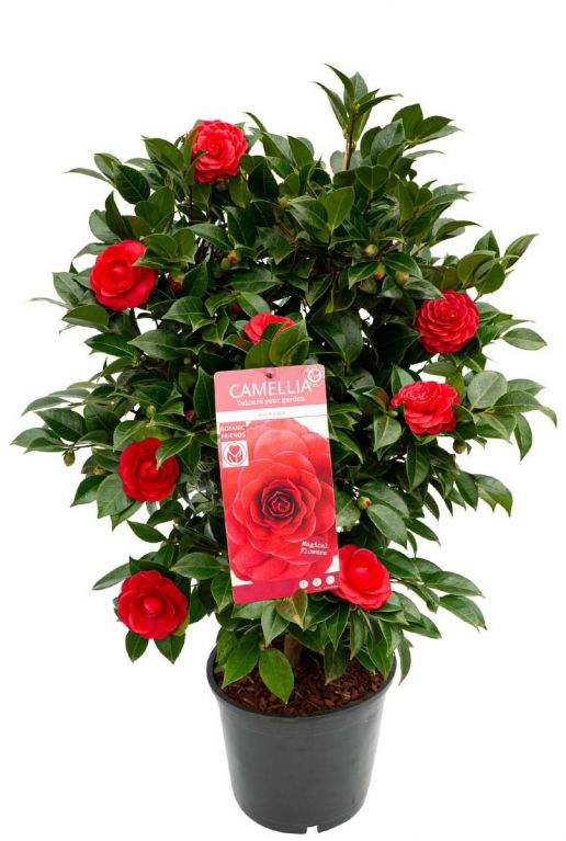 Camellia reticulata black lace bloem