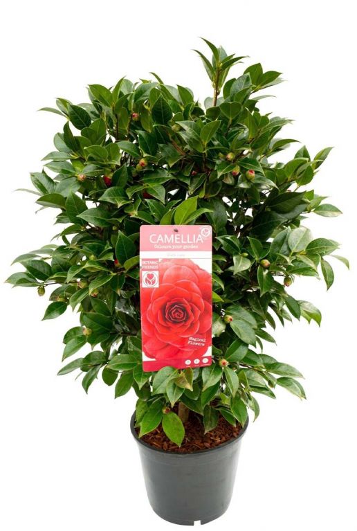 Camellia reticulata black lace plant