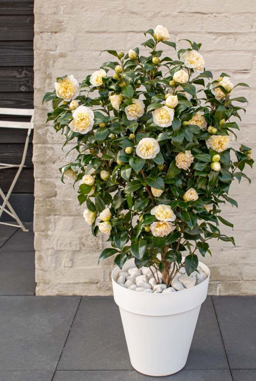 Camellia william bartlett jury s gartenpflanze