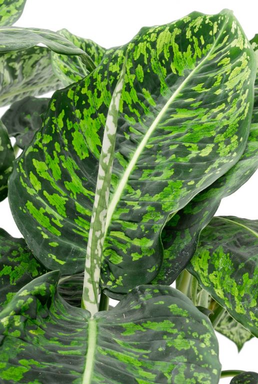 Dieffenbachia Reflector