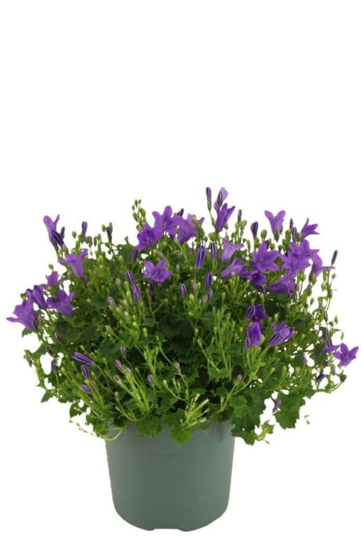 Campanula ambella intense purple p10
