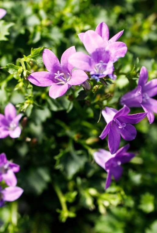 Campanula ambella intense purple p10 gartenpflanze