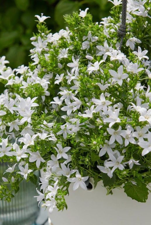 Campanula ambella white p10 gartenpflanze