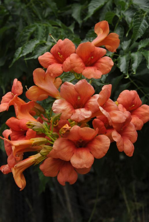 Campsis radicans galen