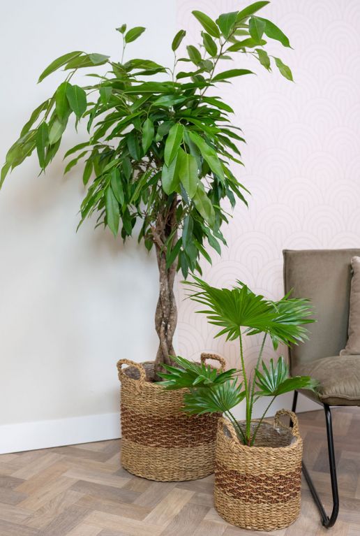 Syngonium Pink Splash