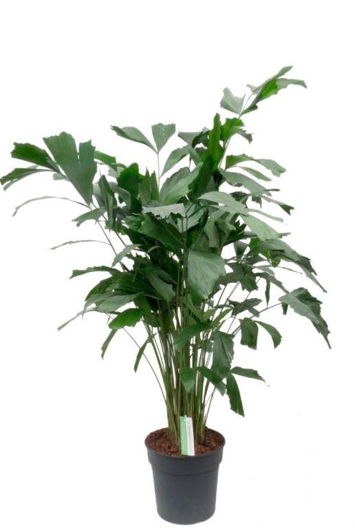 Caryota Mitis zimmerpflanze
