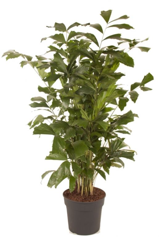 Caryota mitis vissenstaartpalm 3