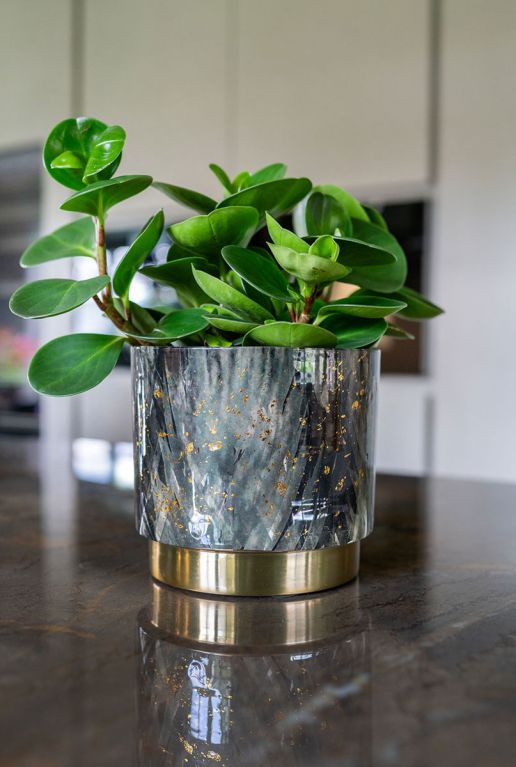 Celia pot goud plant 1