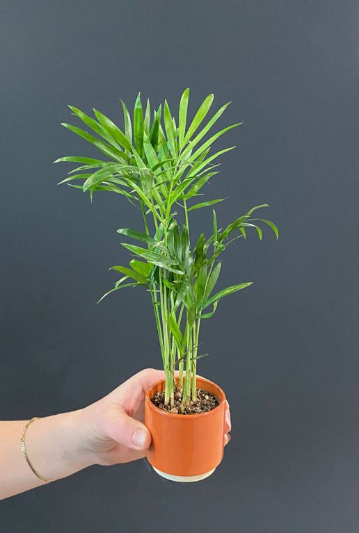 Chamaedorea mini pflanze