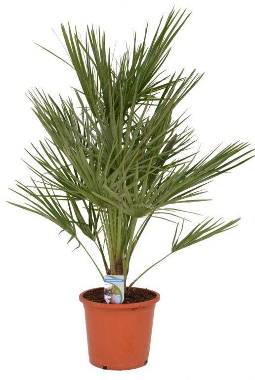 Chamaerops Humilis