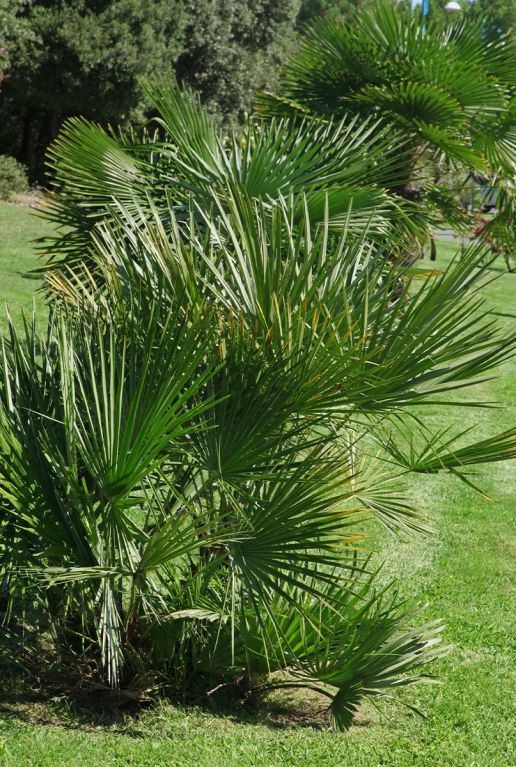 Chamaerops humilis gardenpflanze 1