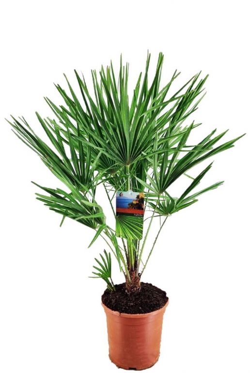 Chamaerops humilis p21