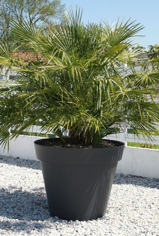 Chamaerops humilis p35 gartenpflanze