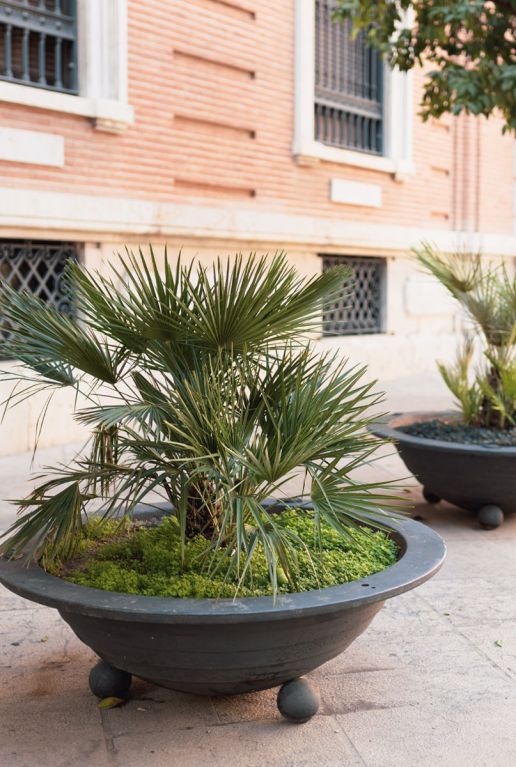 Chamaerops humilis palm gartenpflanze 1