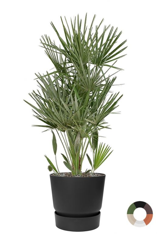 Chamaerops palm in pot
