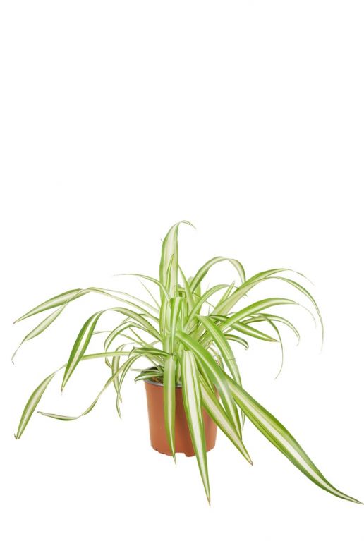 Chlorophytum variegatum sfeer 1