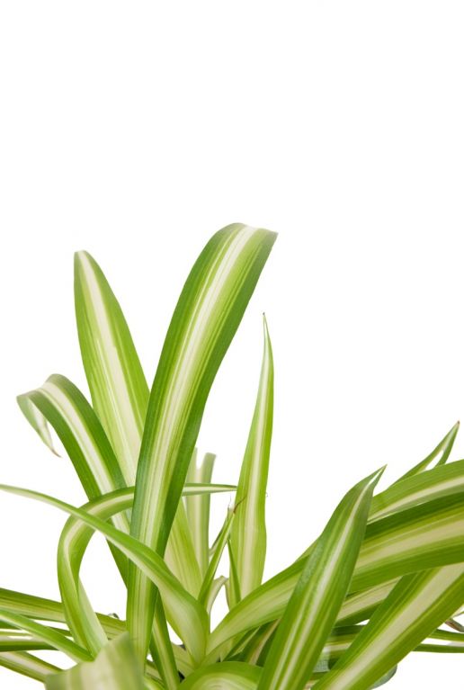 Chlorophytum variegatum sfeer 2