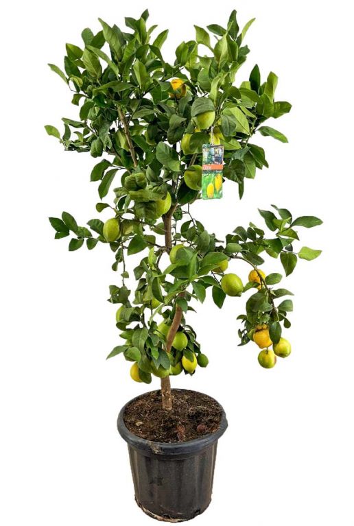 Citrus lemon planten p40