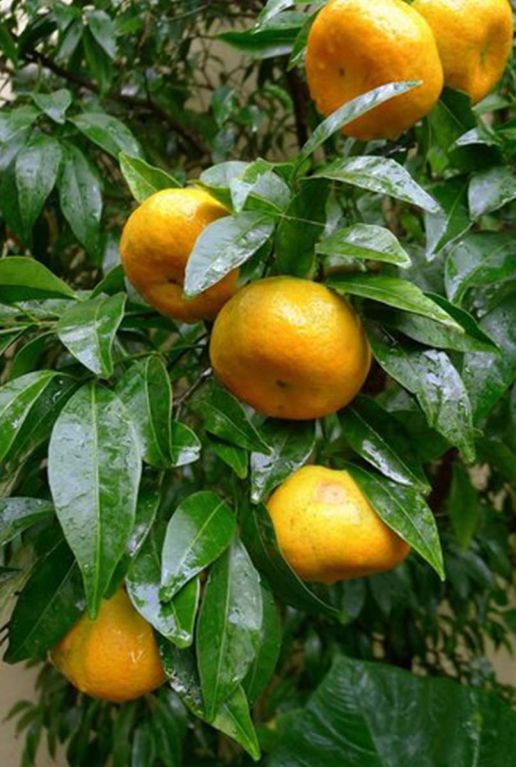 Citrus reticulata gartenpflanze p45