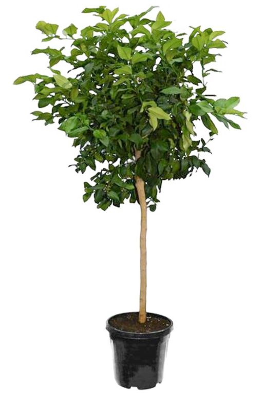 Citrus reticulata p45