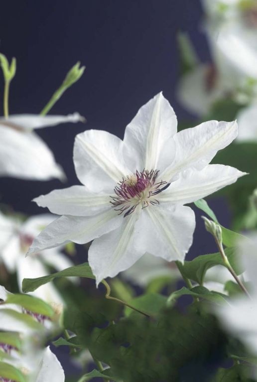 Clematis miss bateman gartenpflanze