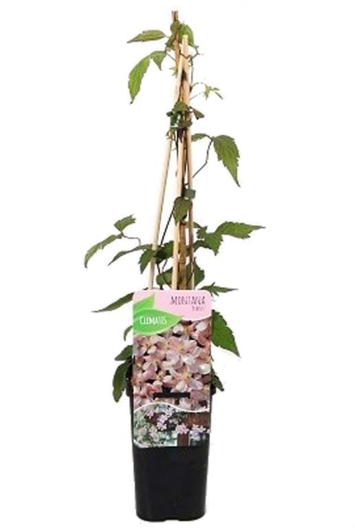 Clematis montana rubens 1