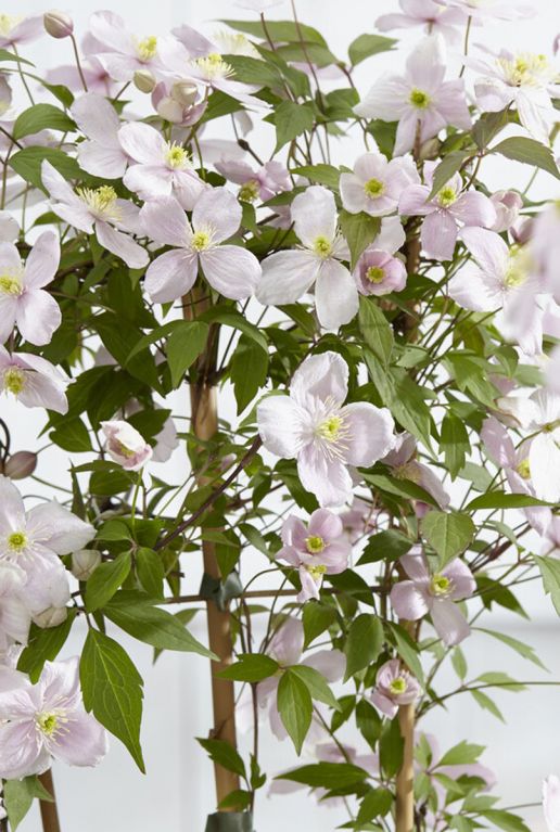 Clematis montana rubens sfeerbeeld