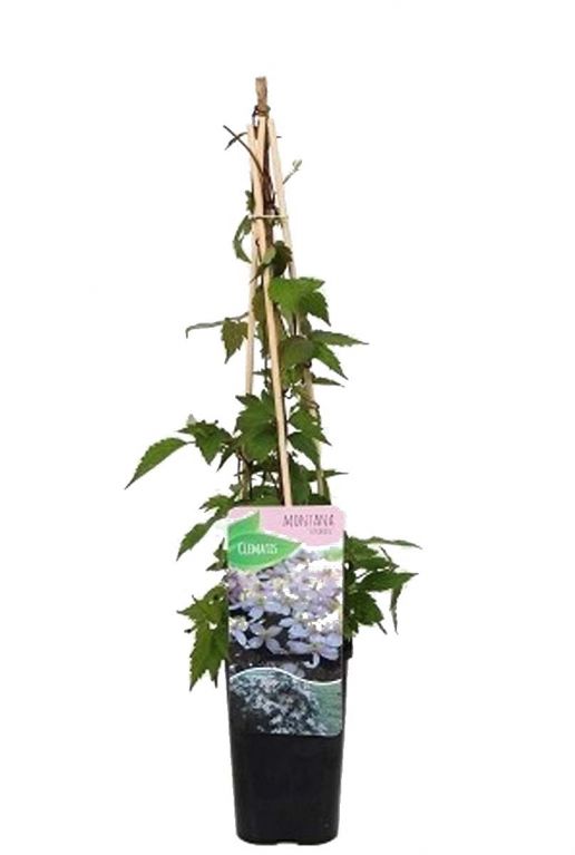 Clematis montana tetrarose plant 14
