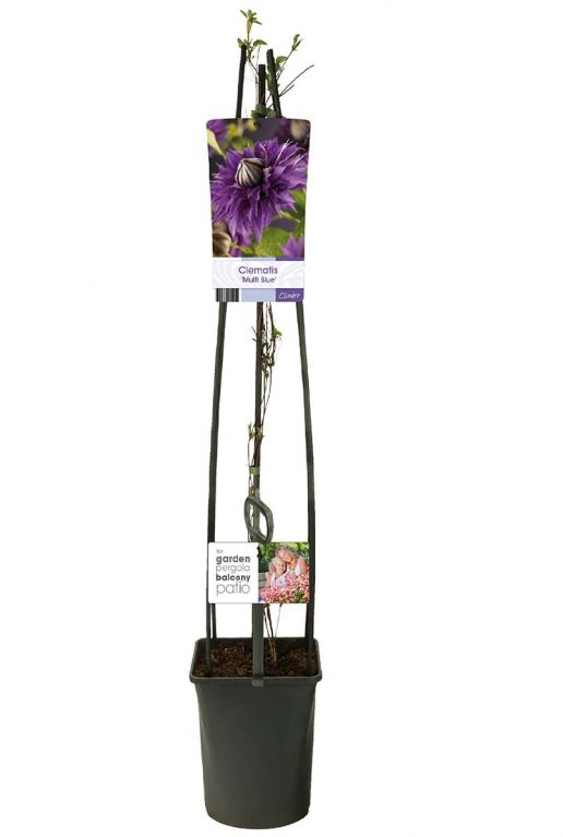 Clematis multi blue plant p23