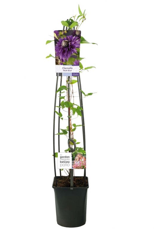 Clematis multi blue planten p23