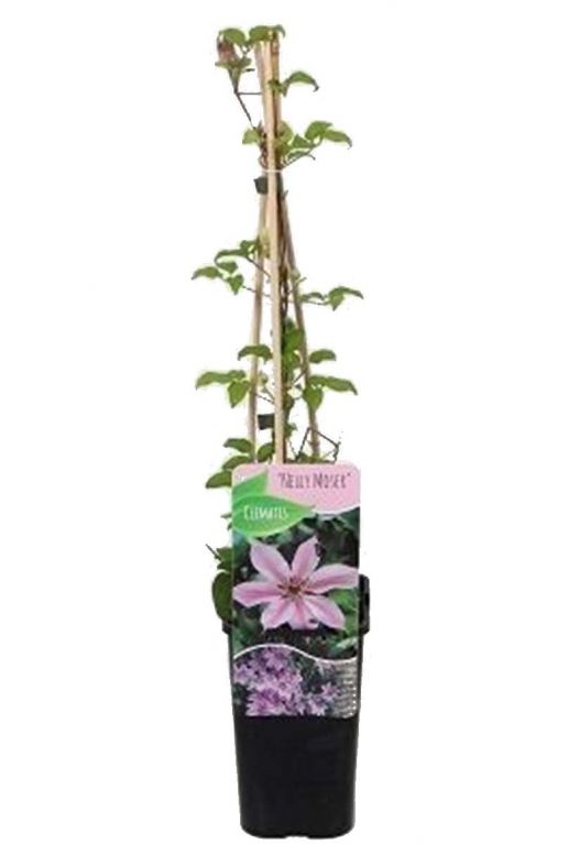 Clematis nelly moser plant p14