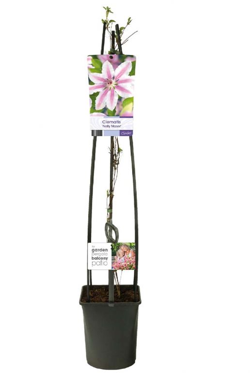 Clematis nelly moser plant p23